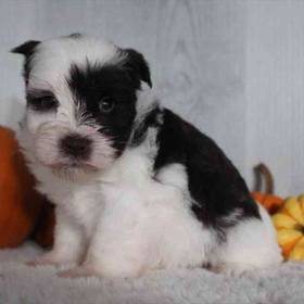 Mini Schnauzer