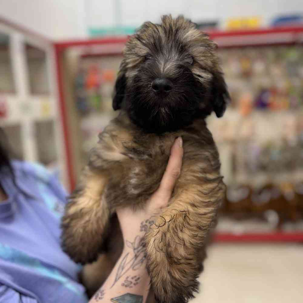 Image of a pet breed in the gallery