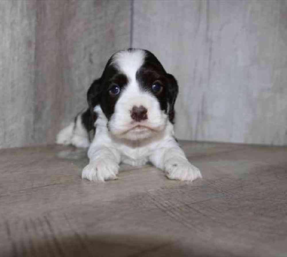 Image of a pet breed in the gallery