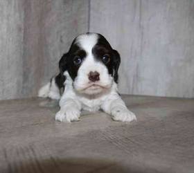 Cocker Spaniel