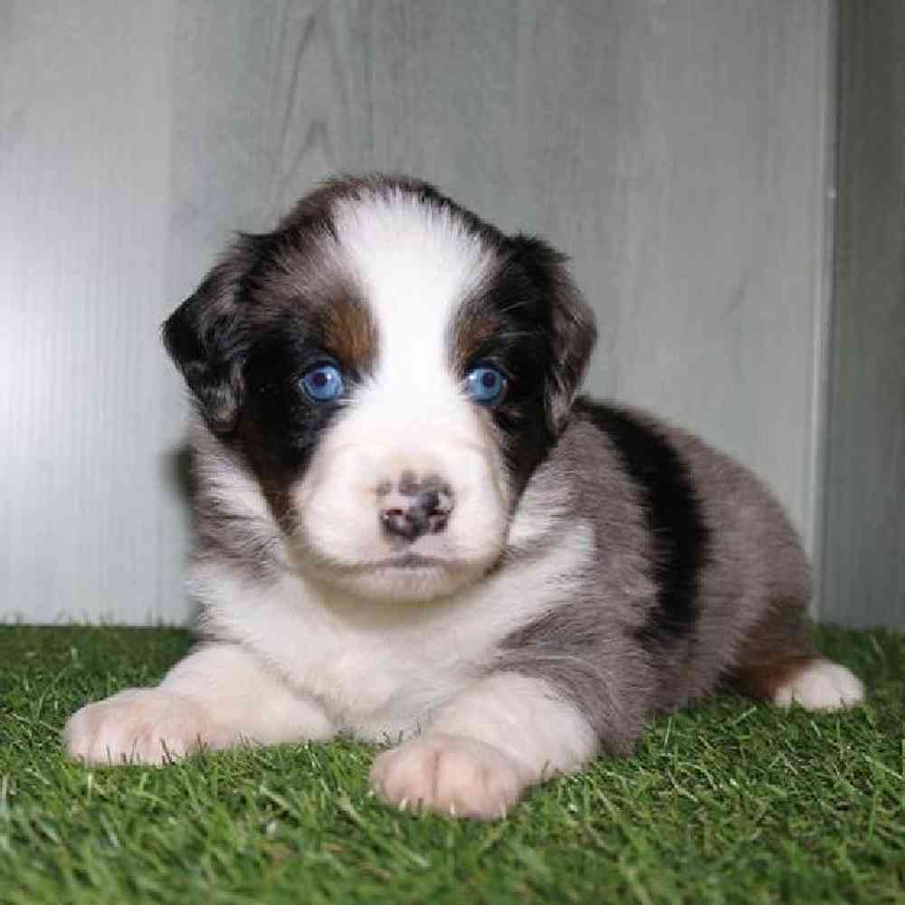 Image of a pet breed in the gallery