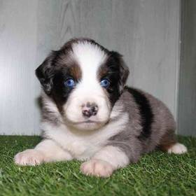 Mini Aussie