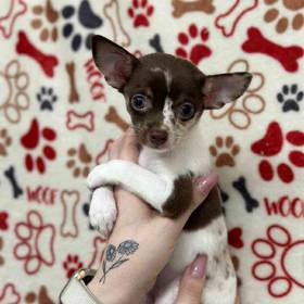 Chihuahua
