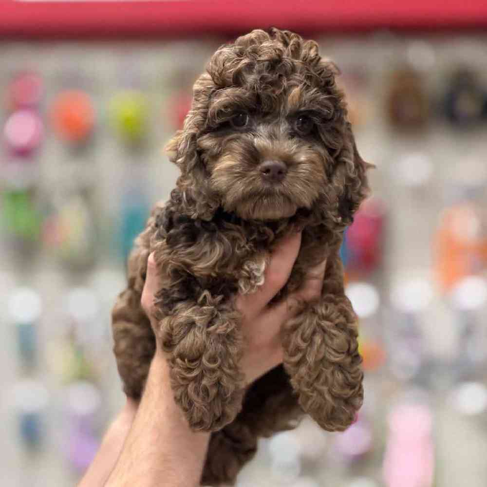 Image of a pet breed in the gallery