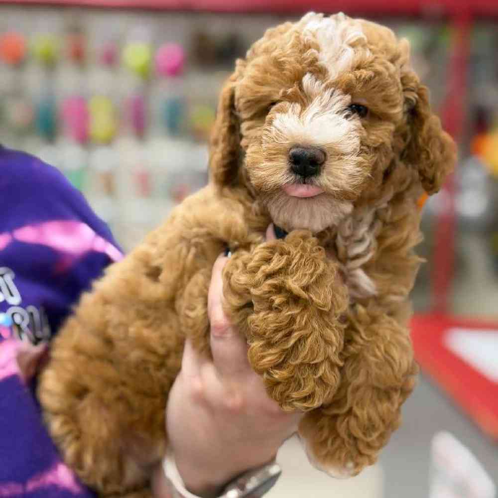 Image of a pet breed in the gallery