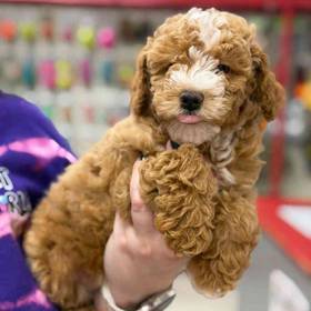 Mini Poodle