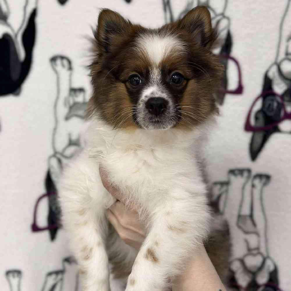 carousel pet images