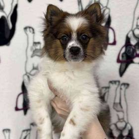 Pomeranian