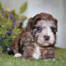 Shih-poo