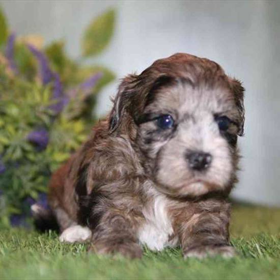 Shih-poo