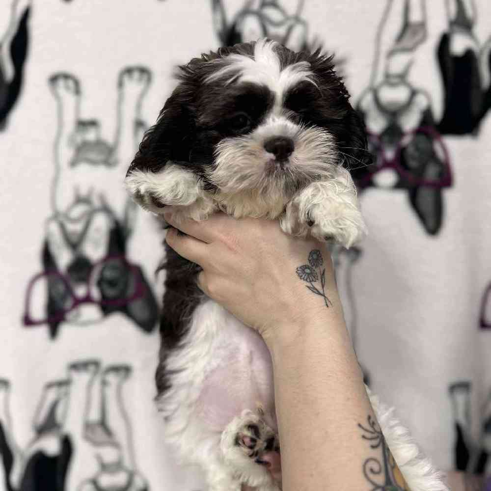 carousel pet images