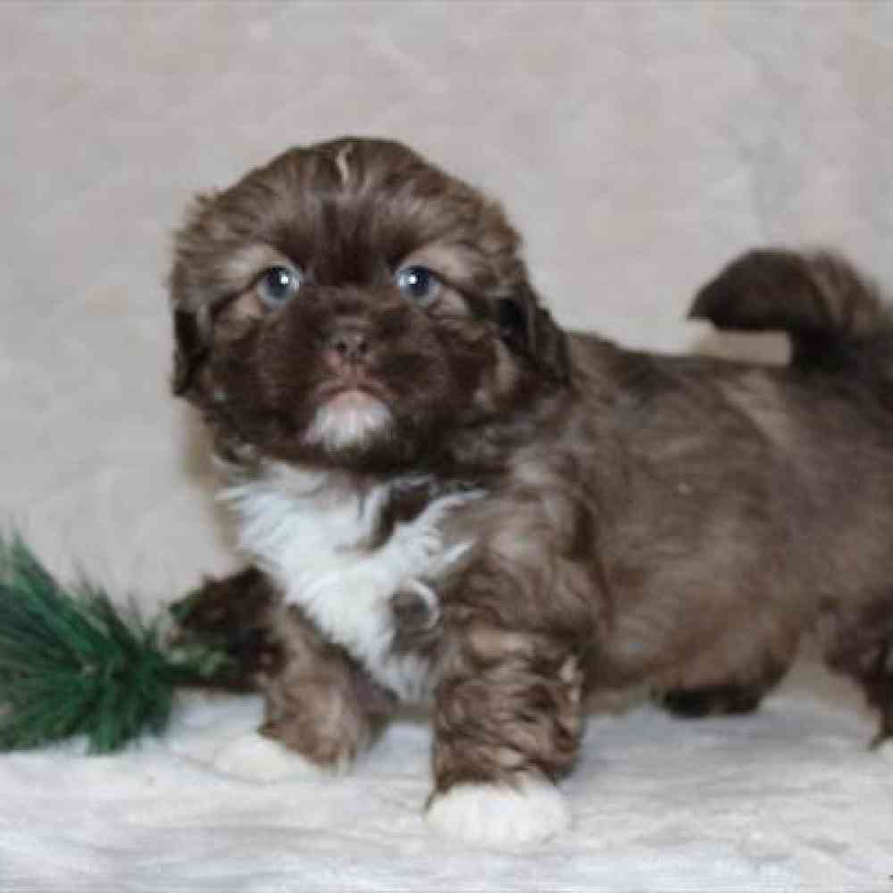 Image of a pet breed in the gallery