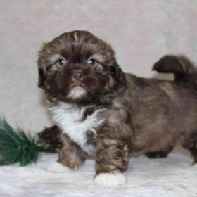 Shih Tzu