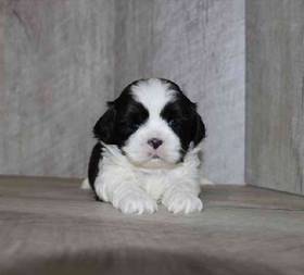 Shih Tzu