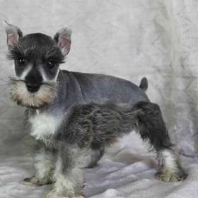 Mini Schnauzer