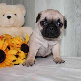 Pug