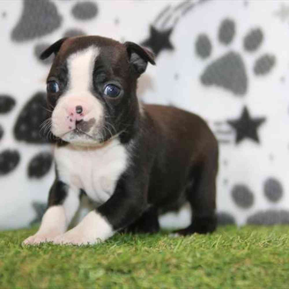 Image of a pet breed in the gallery