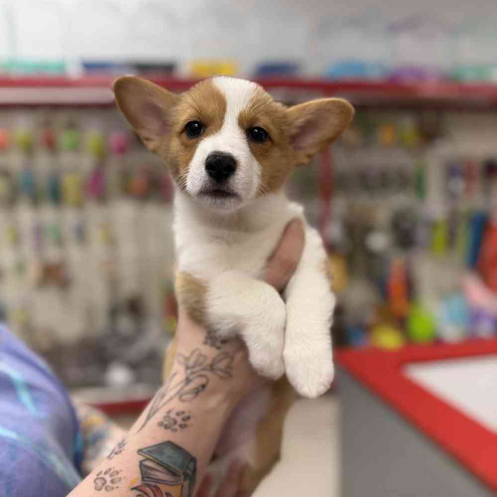 carousel pet images