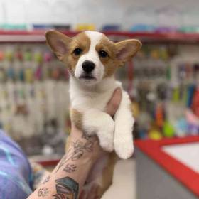 Pembroke Welsh Corgi