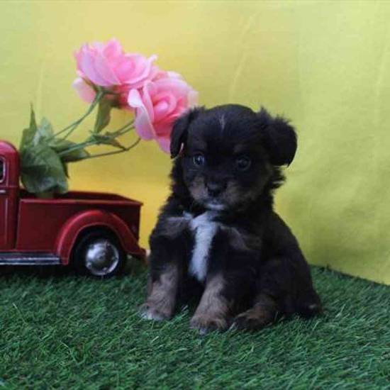 Cavachon-Mini Poodle