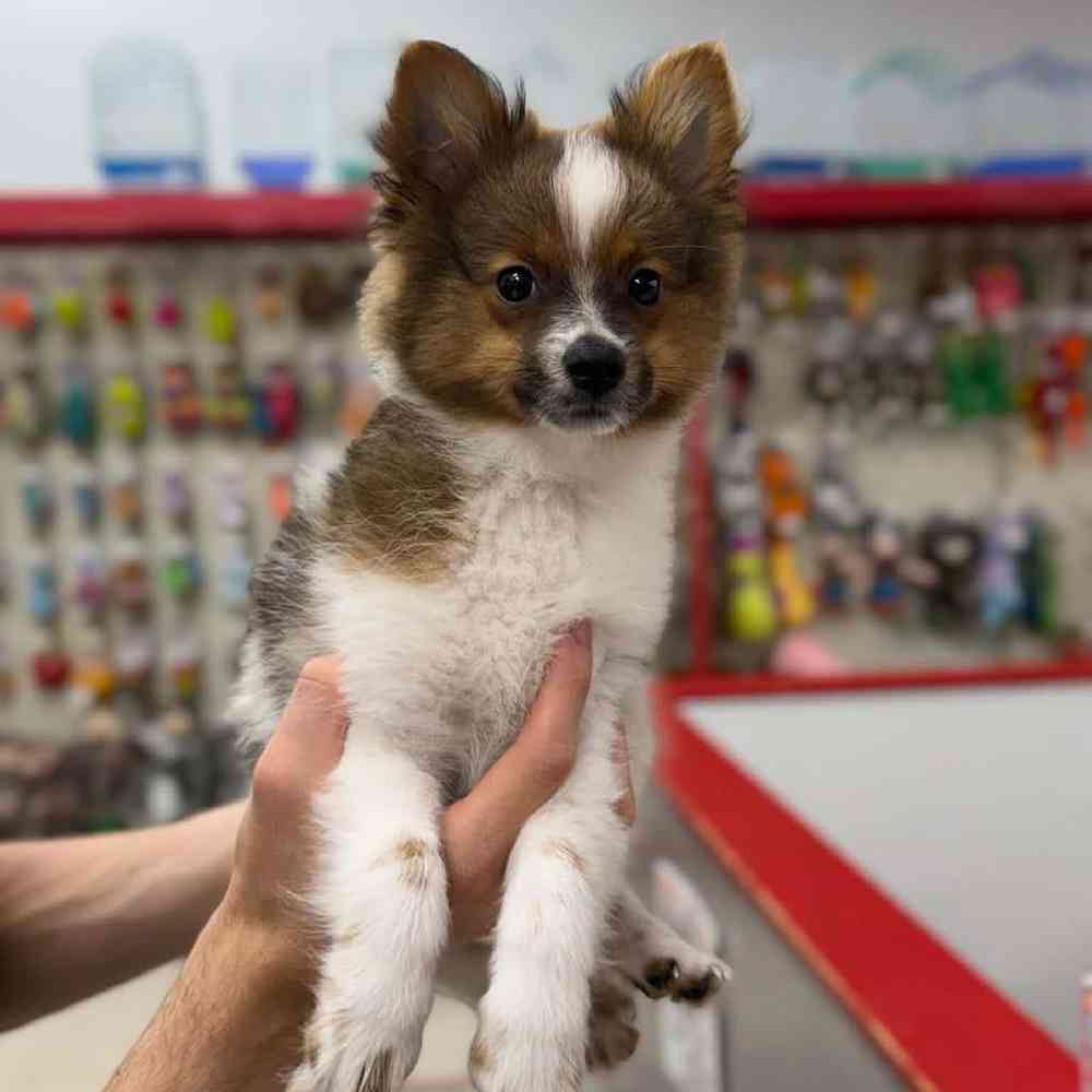 carousel pet images