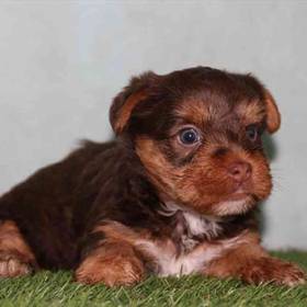 Yorkie