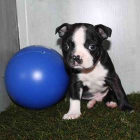 Boston Terrier