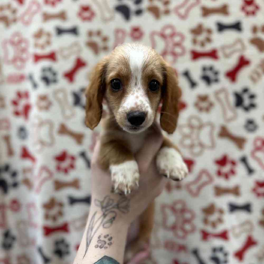 carousel pet images