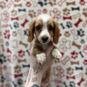 Dachshund