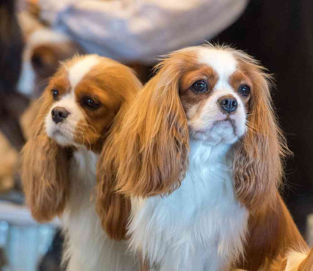 King cavalier hot sale puppy near me