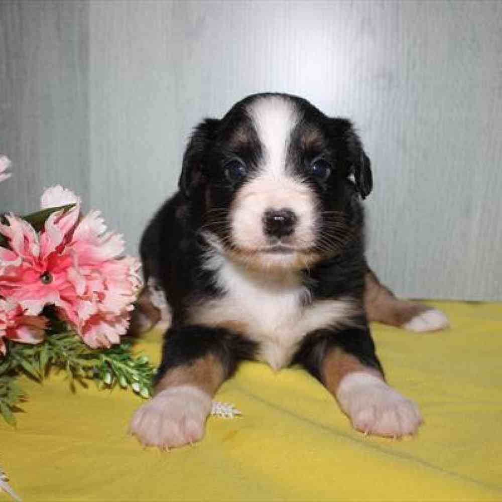 carousel pet images