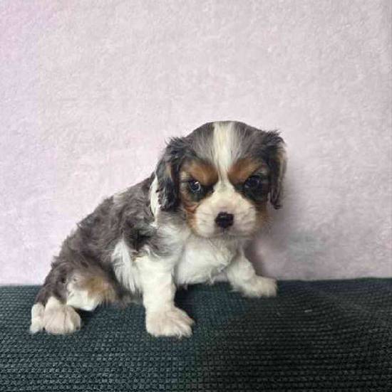Cavalier King Charles Spaniel