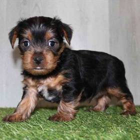 Yorkie