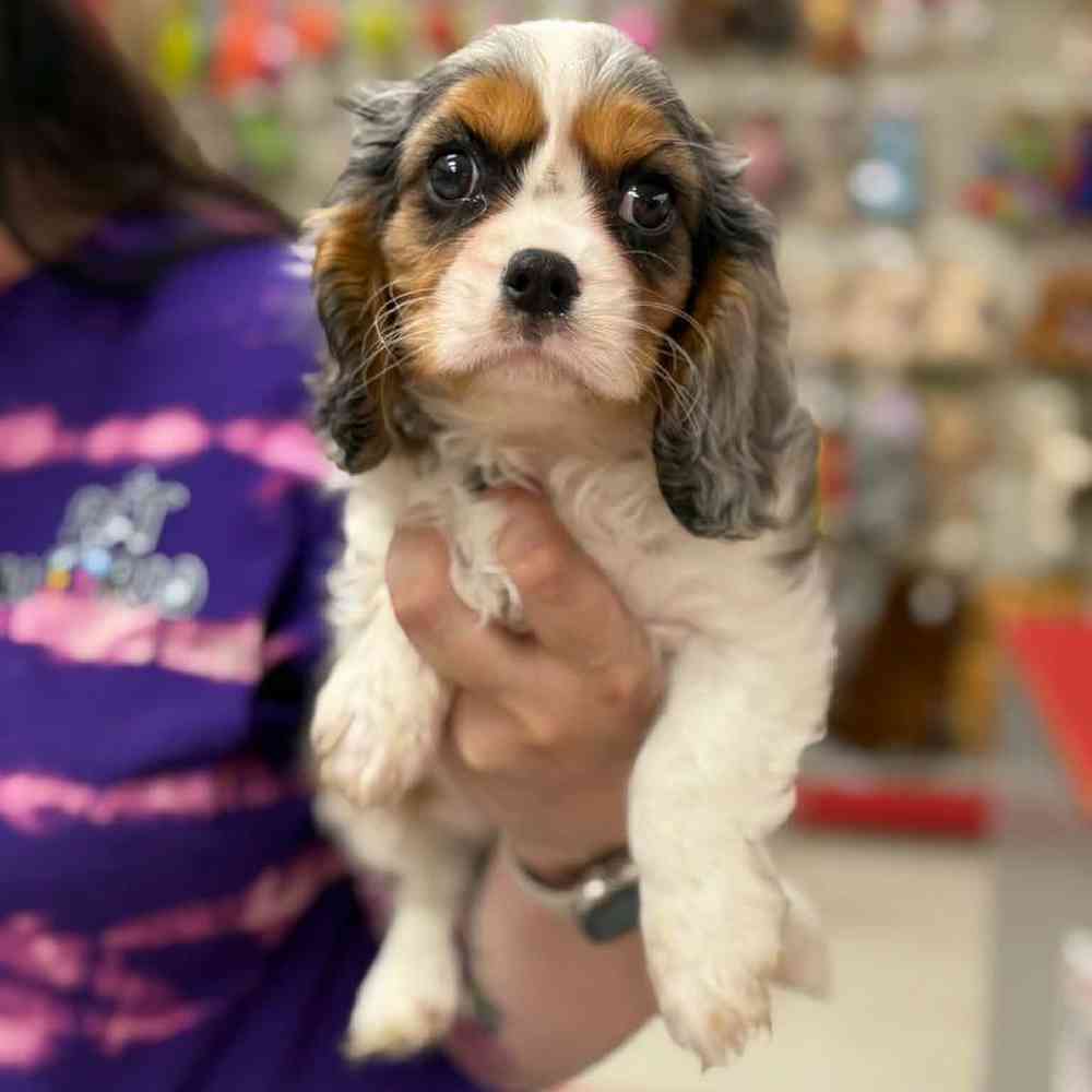 carousel pet images