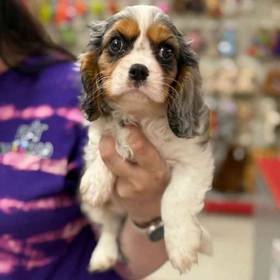 Cavalier King Charles Spaniel