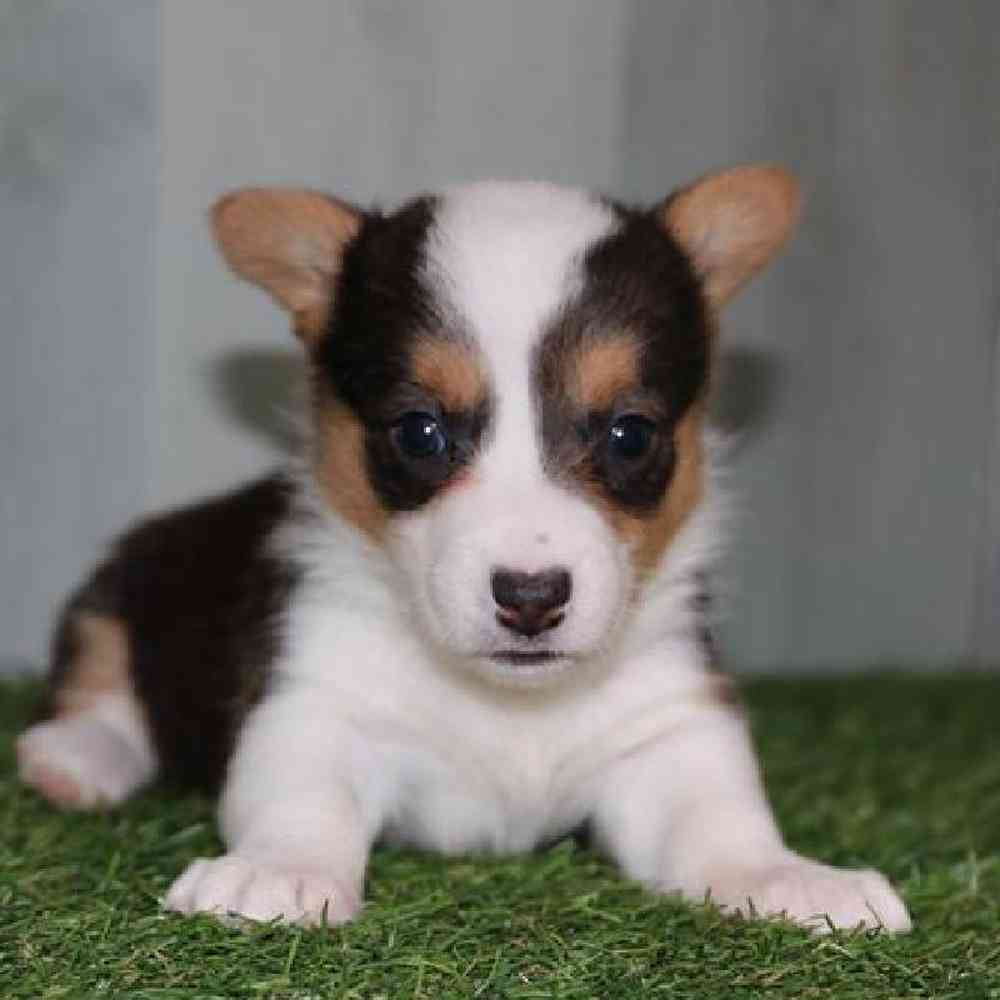 Image of a pet breed in the gallery
