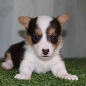 Pembroke Welsh Corgi