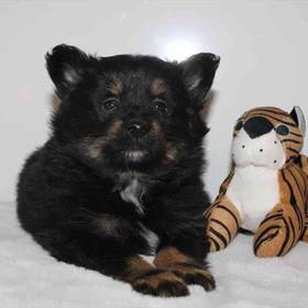 Pomeranian