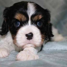 Cavalier King Charles Spaniel