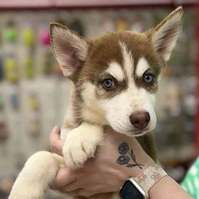 Siberian Husky