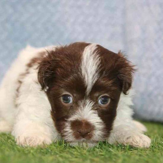 Havanese
