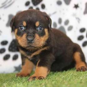 Rottweiler