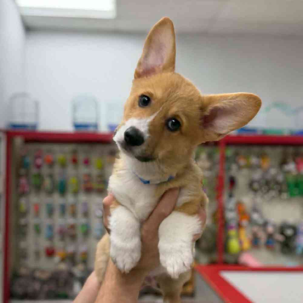 Image of a pet breed in the gallery