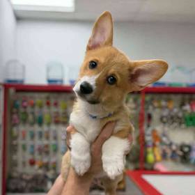 Pembroke Welsh Corgi