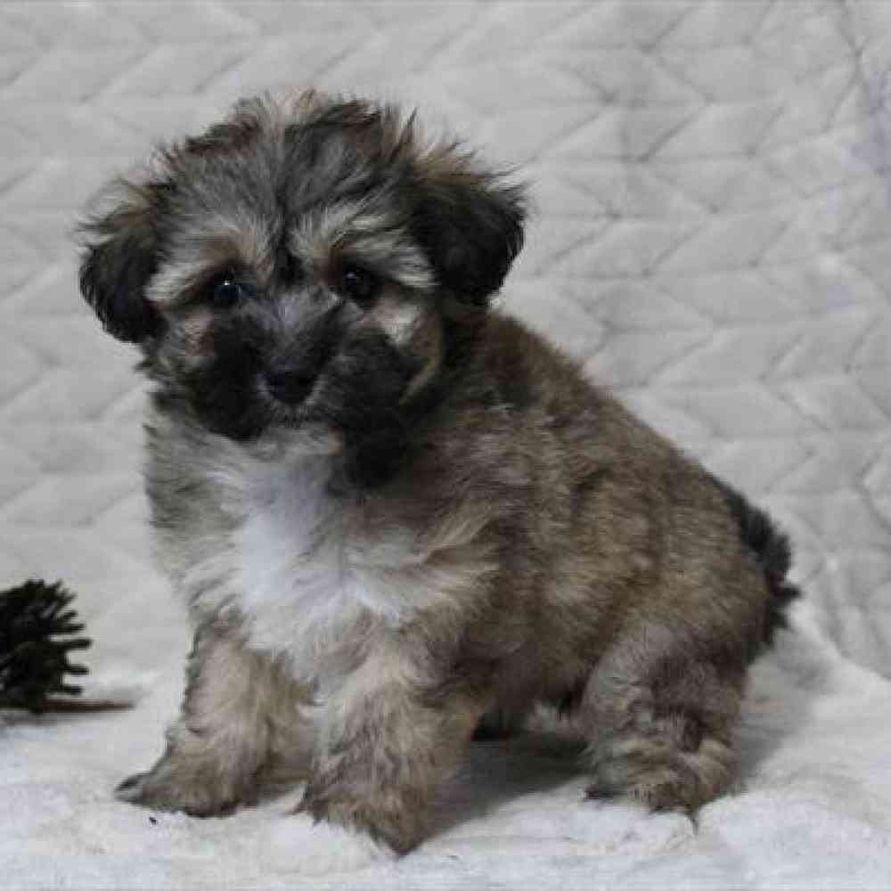 Image of a pet breed in the gallery