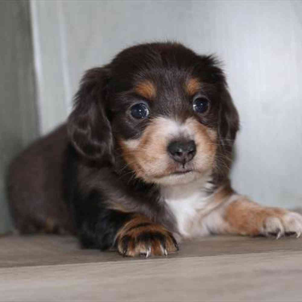 Image of a pet breed in the gallery