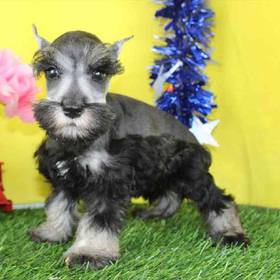 Mini Schnauzer