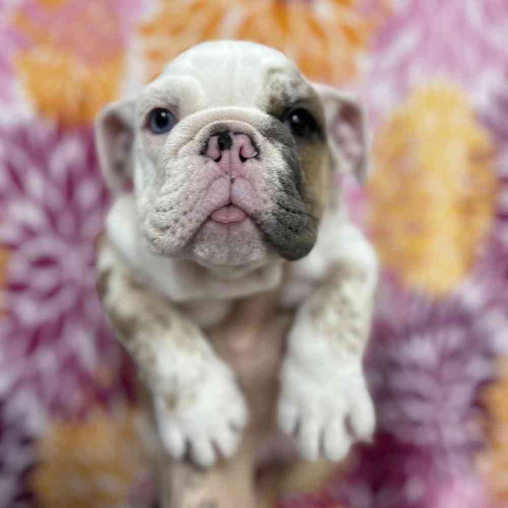 carousel pet images