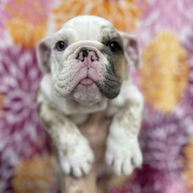 English Bulldog