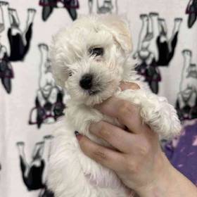 Bichon